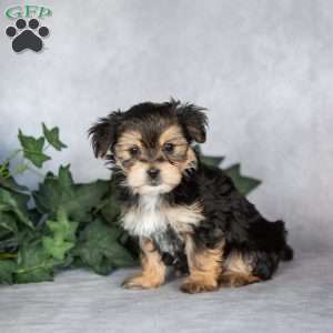 Gabriella, Morkie / Yorktese Puppy